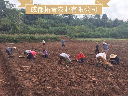 四川樂山姜黃種植案例